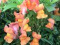 Snap Dragons