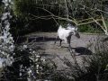 Horse, France, 2018