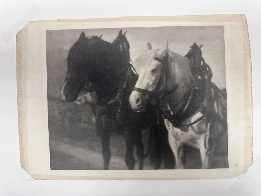 Alfred Stieglitz: Photogravure on rice paper, Horses, 1904 - Image 2