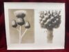 Karl Blossfeldt (vintage gelatin silver workprint) Thistle and Seed Head, 1932