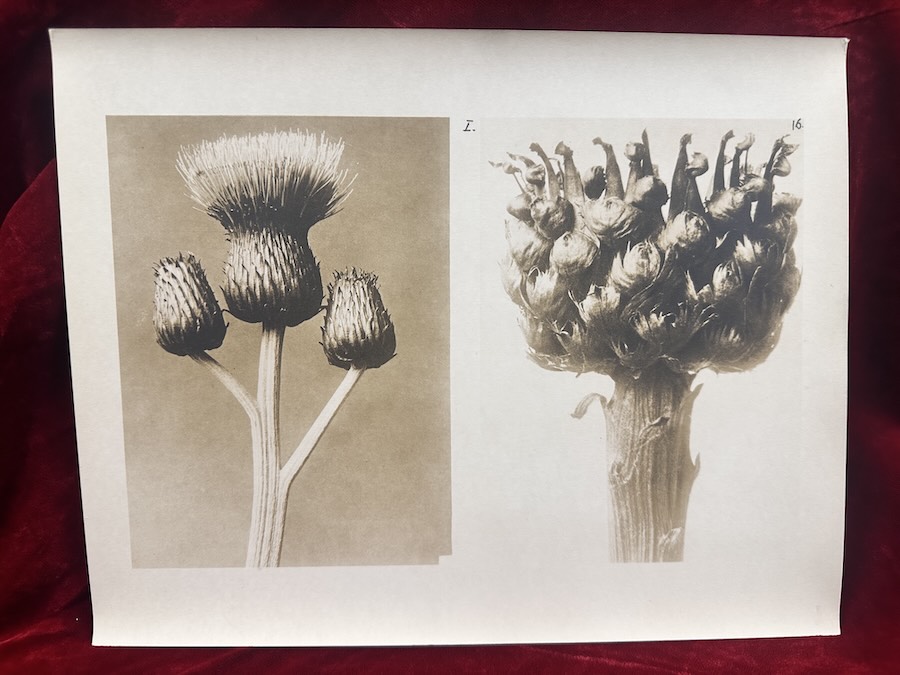 Karl Blossfeldt (vintage gelatin silver workprint) Thistle and Seed Head, 1932