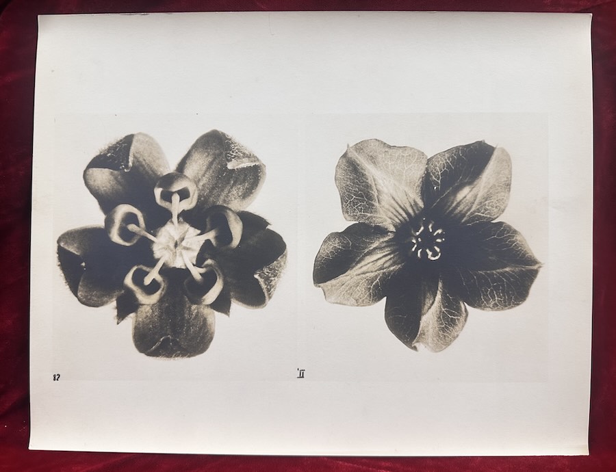 Karl Blossfeldt: silver gelatin workprint, Milkweed, 1930