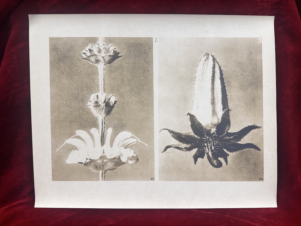 Karl Blossfeldt: Salvia & Flower Bud, 1930