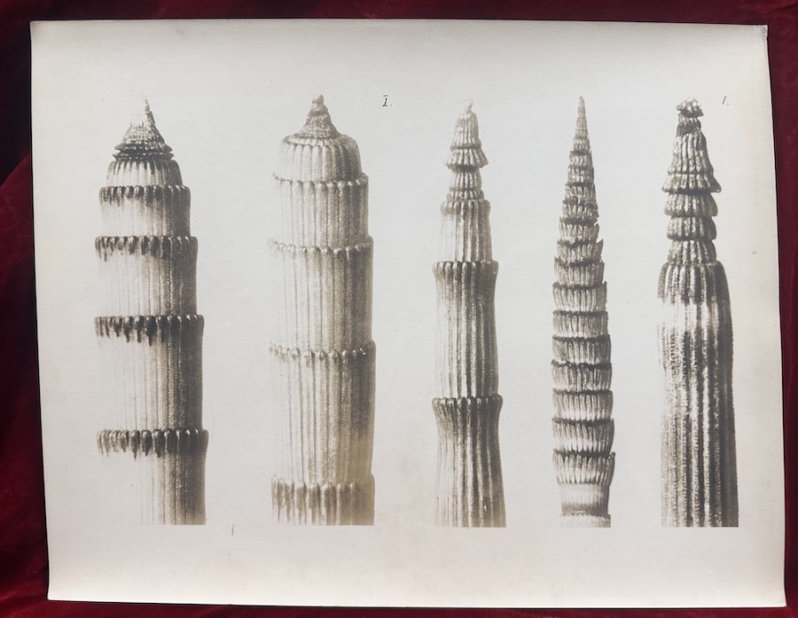 Karl Blossfeldt (vintage silver print/ workprint) Urformen der Kunst , plate 1, 1920s