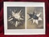 Karl Blossfeldt (vintage silver gelatin photograph/workprint) Plate 30, 1930
