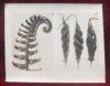 Karl Blossfeldt: (vintage gelatin silver workprint) Fiddlehead and Screwtree, 1930